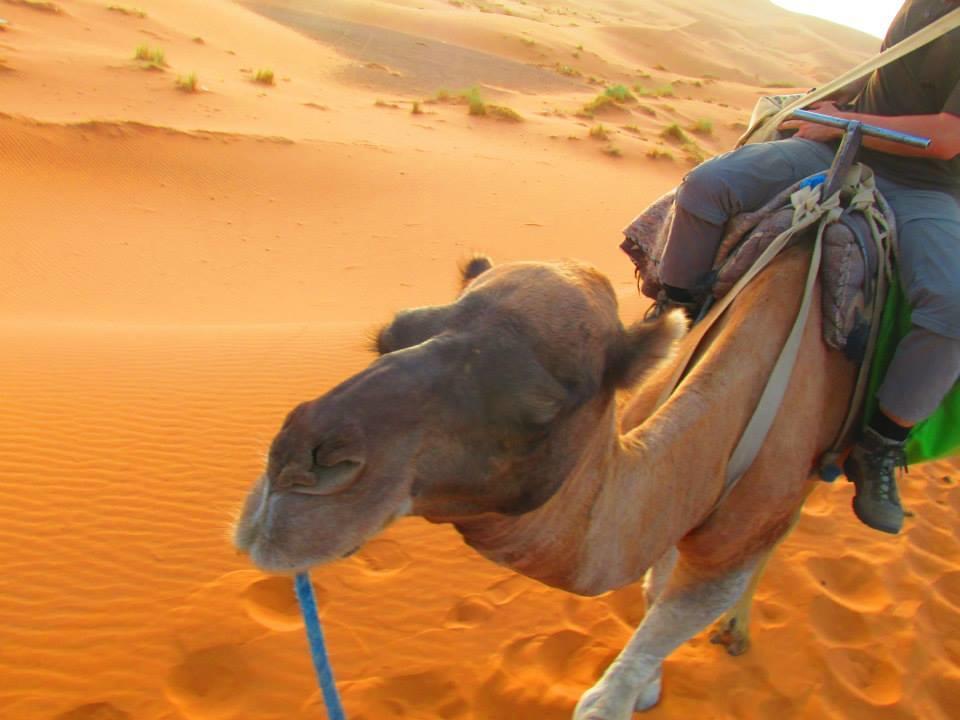 Tofu Hotel & Safari Jaisalmer Eksteriør billede
